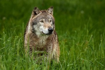 a wolf that is standing on a lush green field