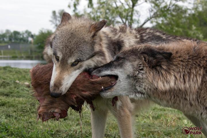 a close up of a wolf