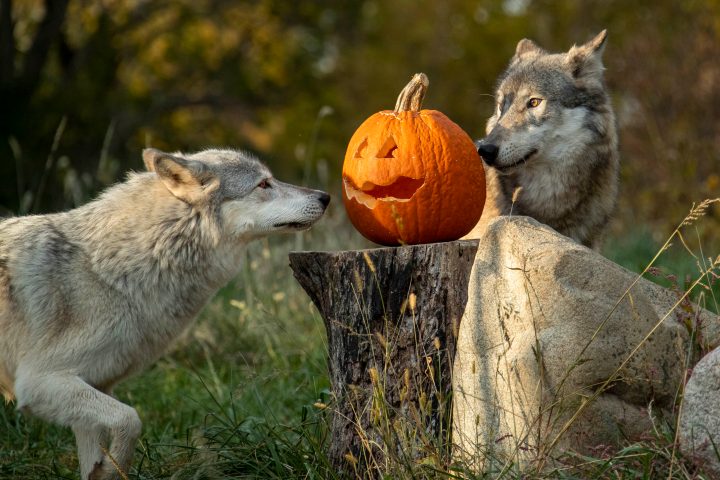 a group of sheep standing on top of a wolf