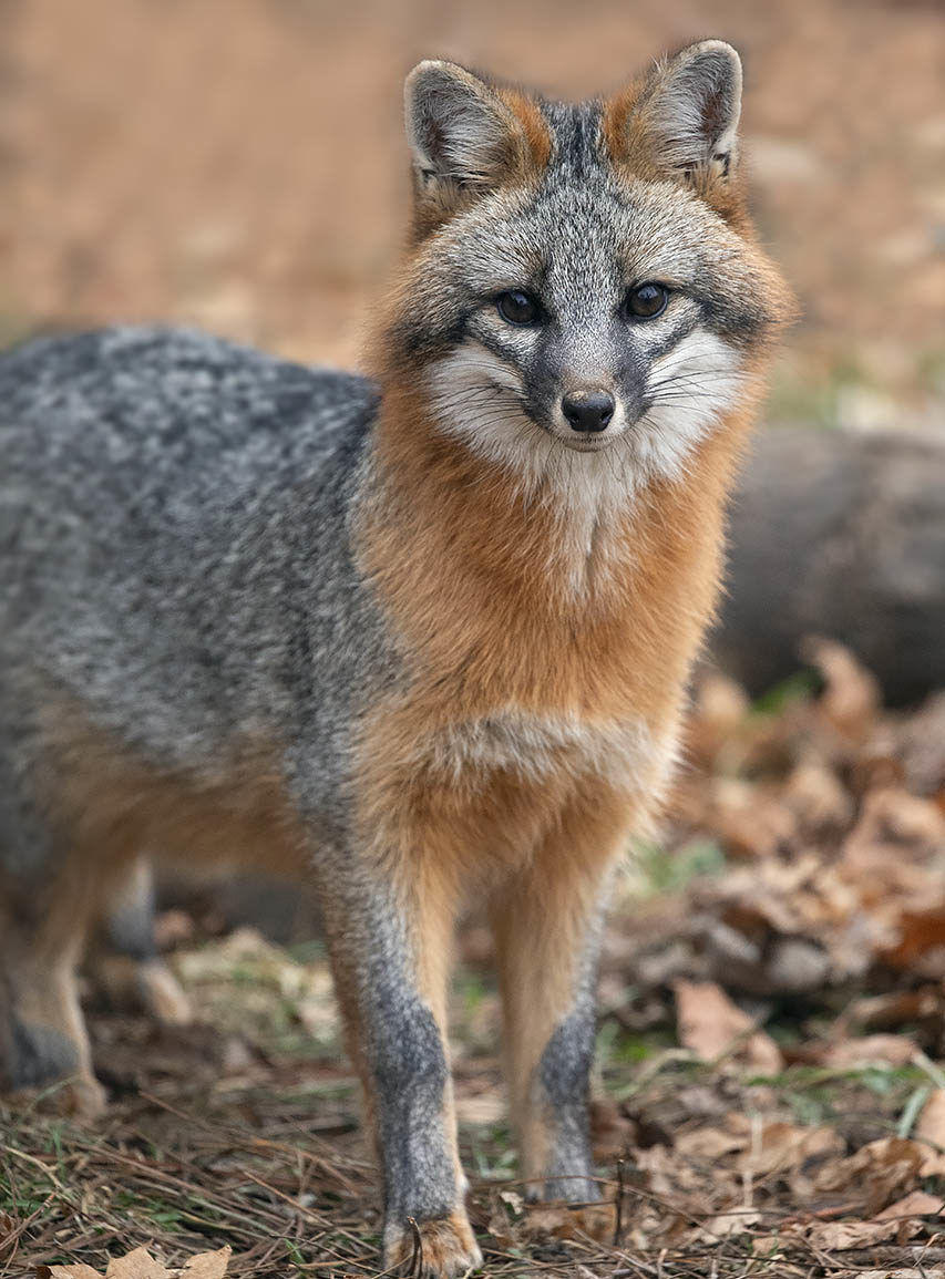 a fox standing in the dirt