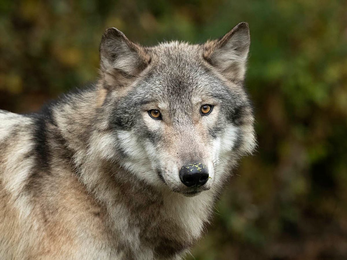 a close up of a wolf