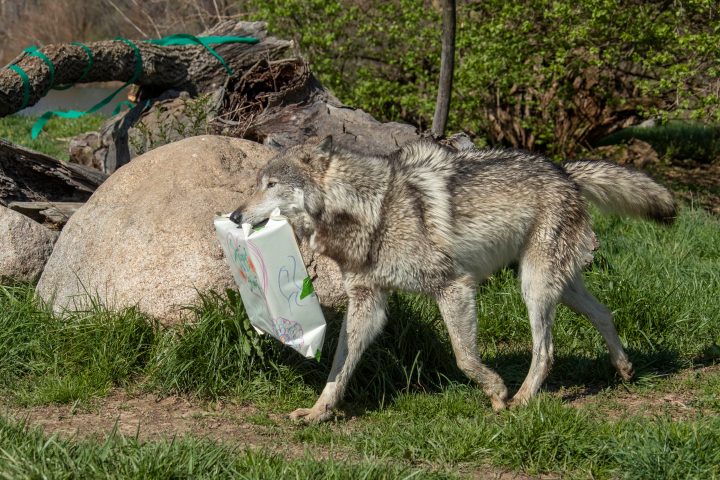 animal on the field