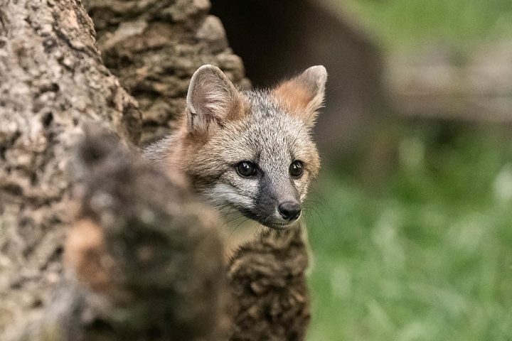 a fox standing in the grass