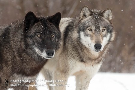 a close up of a wolf